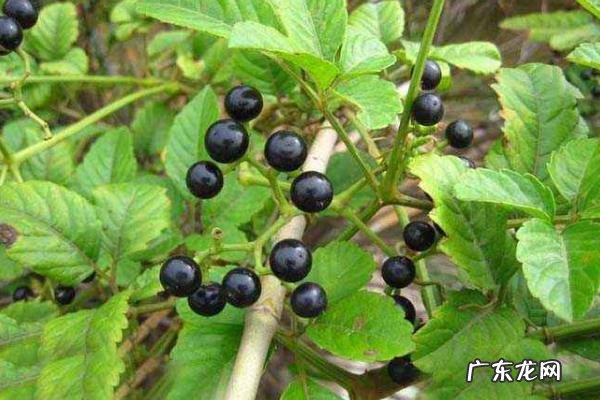 乌蔹莓种植技术，可分扦插繁殖与播种繁殖