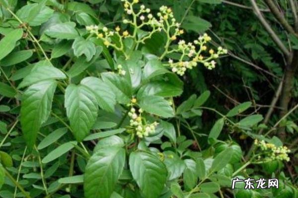 乌蔹莓种植技术，可分扦插繁殖与播种繁殖