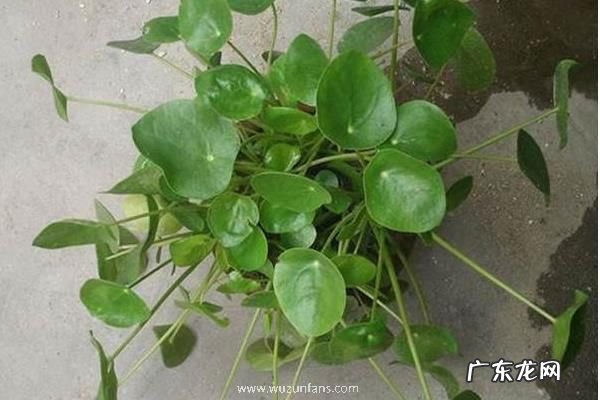 镜面草养殖方法和注意事项，喜光但不耐强光