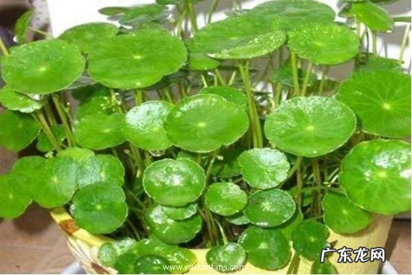 镜面草养殖方法和注意事项，喜光但不耐强光