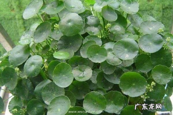 镜面草养殖方法和注意事项，喜光但不耐强光