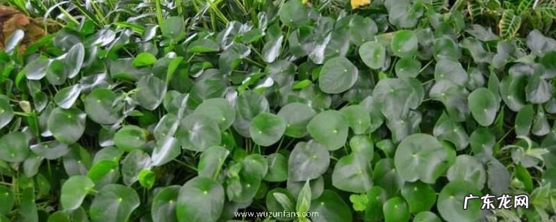 镜面草养殖方法和注意事项，喜光但不耐强光