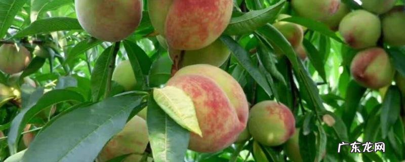 果树设施栽培的主要形式，以及特点