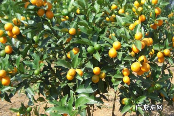 果树设施栽培的主要形式，以及特点