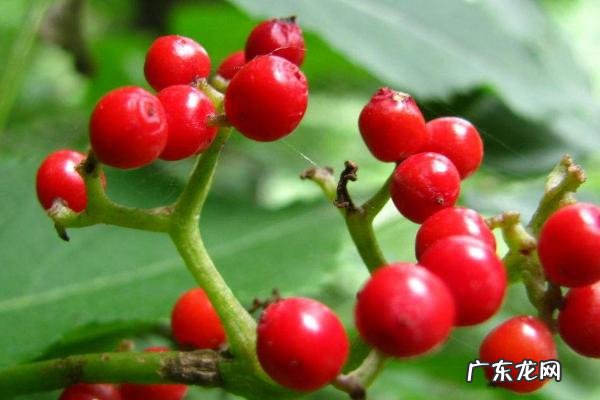 果树设施栽培的主要形式，以及特点