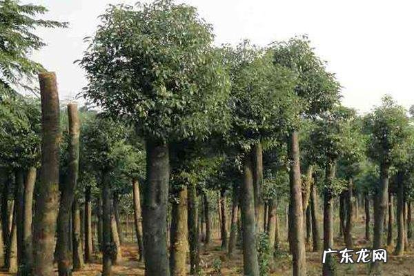 香樟树种植技术,一般选择条播