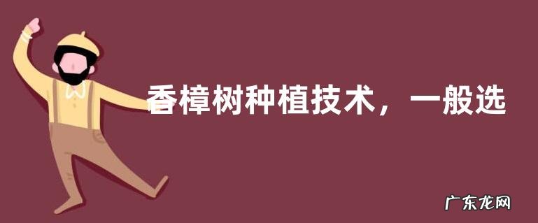 香樟树种植技术,一般选择条播