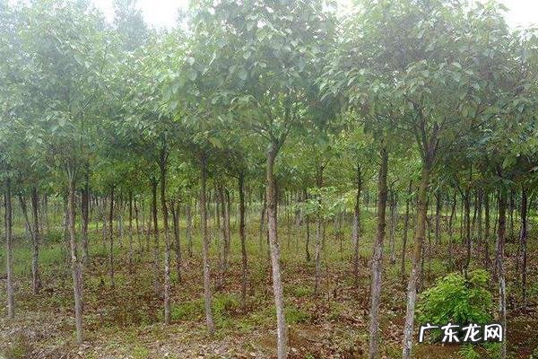 香樟树种植技术,一般选择条播