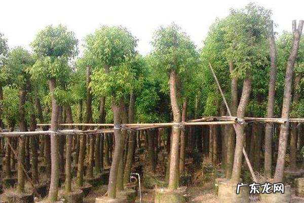 香樟树种植技术,一般选择条播