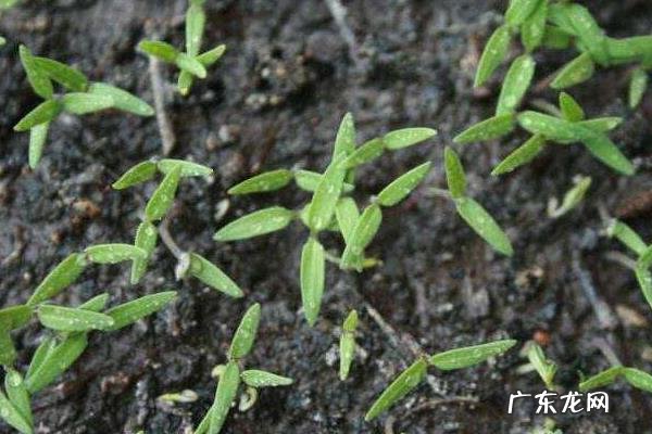 西红柿种子怎么种,播种前要进行晒种