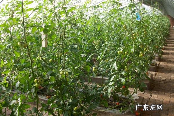 西红柿种子怎么种,播种前要进行晒种