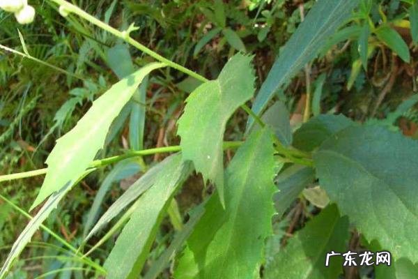 艾纳香种植技术，可无性和有性繁殖