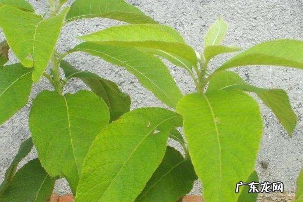 艾纳香种植技术，可无性和有性繁殖