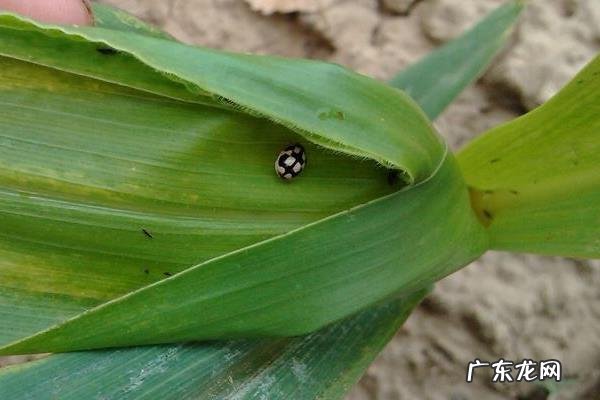 玉米蓟马的防治方法,及时处理病叶和病苗