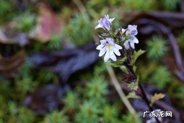 小米草种植技术,根据土壤的温度来调整播种时间