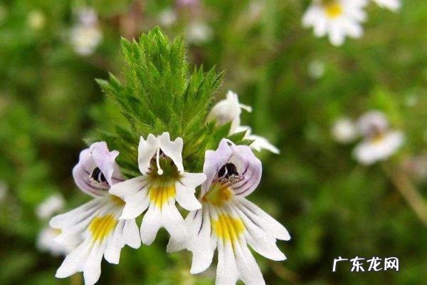 小米草种植技术,根据土壤的温度来调整播种时间