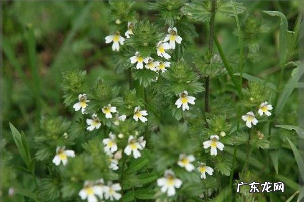 小米草种植技术,根据土壤的温度来调整播种时间