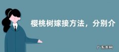 樱桃树嫁接方法，分别介绍芽接和板片芽接