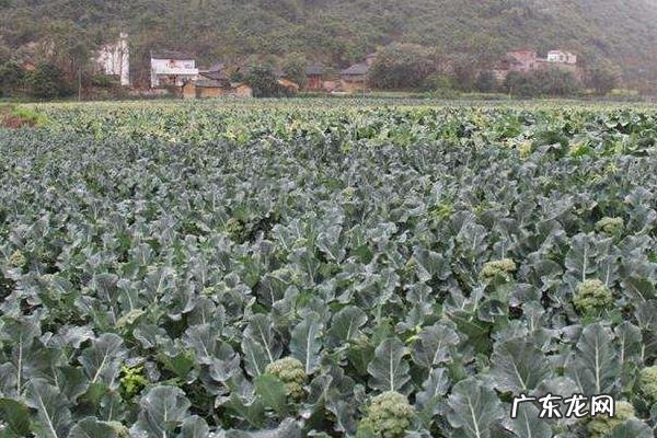 西兰花优质高效栽培技术,肥料以氮肥为主,搭配磷肥和钾肥