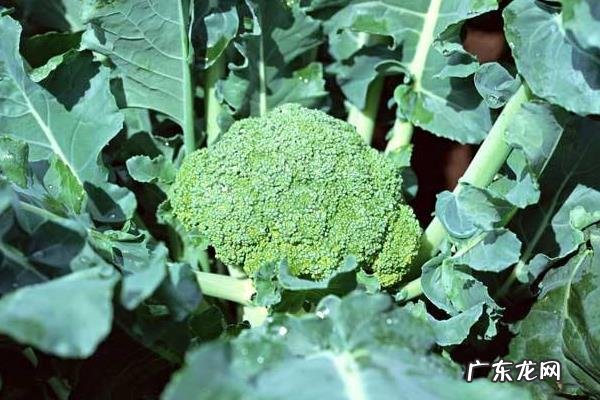 西兰花优质高效栽培技术,肥料以氮肥为主,搭配磷肥和钾肥