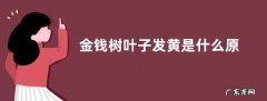 金钱树叶子发黄是什么原因，如何防治