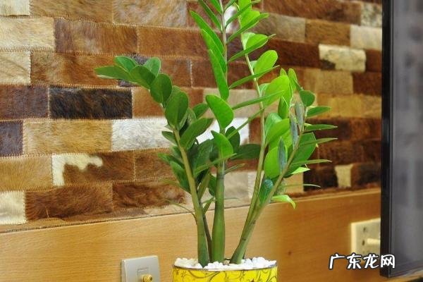 金钱树叶子发黄是什么原因,如何防治