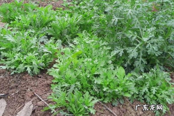 茼蒿高产栽培技术,大叶茼蒿具有产量大市场价格高等特点