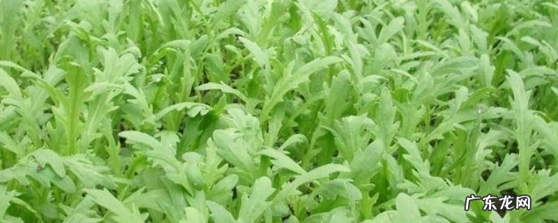 茼蒿高产栽培技术,大叶茼蒿具有产量大市场价格高等特点