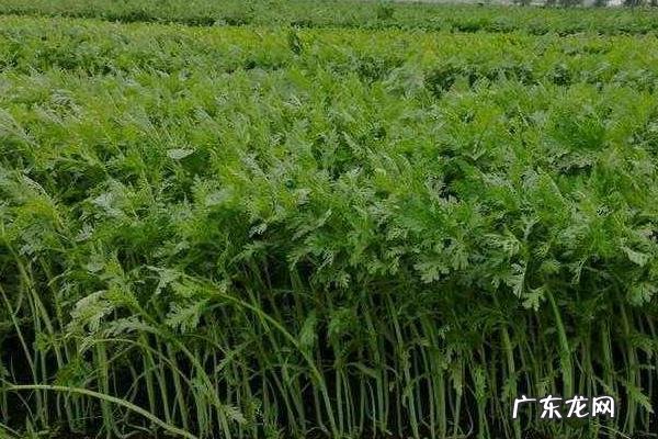 茼蒿高产栽培技术,大叶茼蒿具有产量大市场价格高等特点