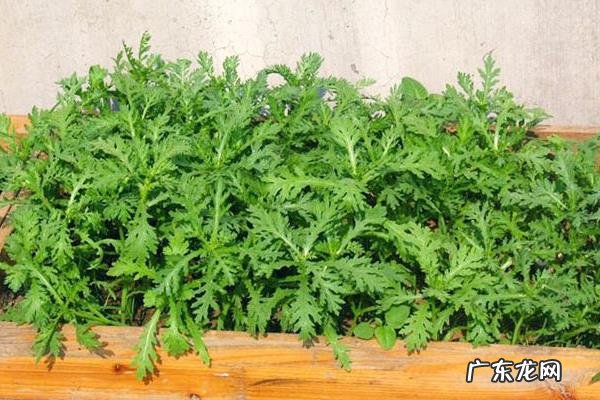 茼蒿高产栽培技术,大叶茼蒿具有产量大市场价格高等特点