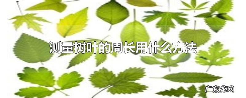 测量树叶的周长用什么方法