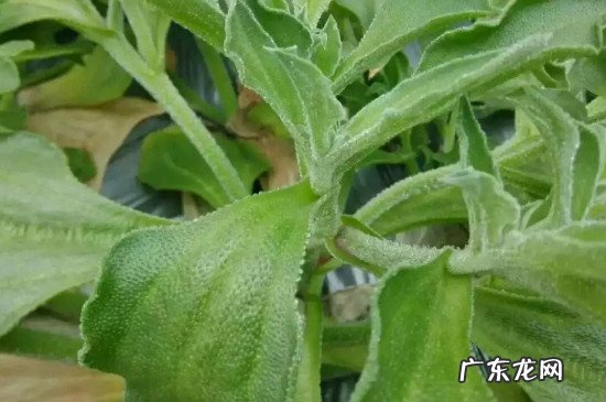 冰草不能和什么一起吃