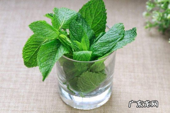 生菜不能和什么东西一起吃