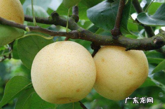 芒果和梨能一起榨汁吗