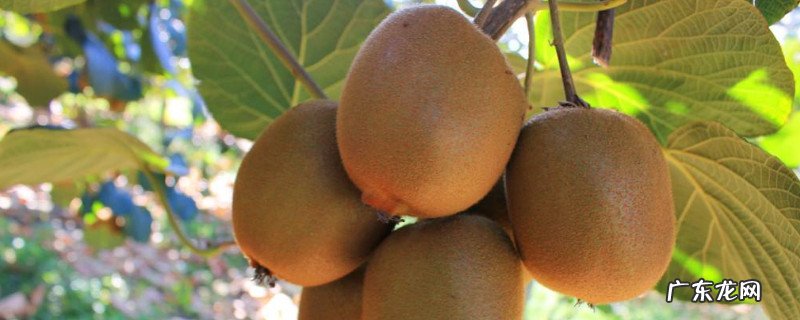 猕猴桃怎么保存不会烂