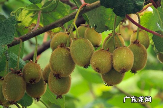 猕猴桃怎么保存不会烂