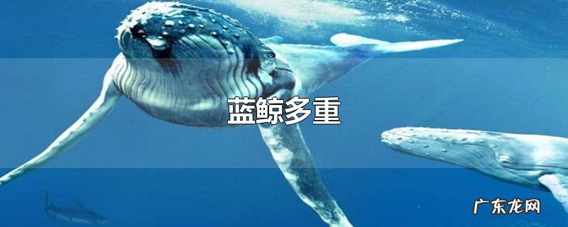 蓝鲸多重
