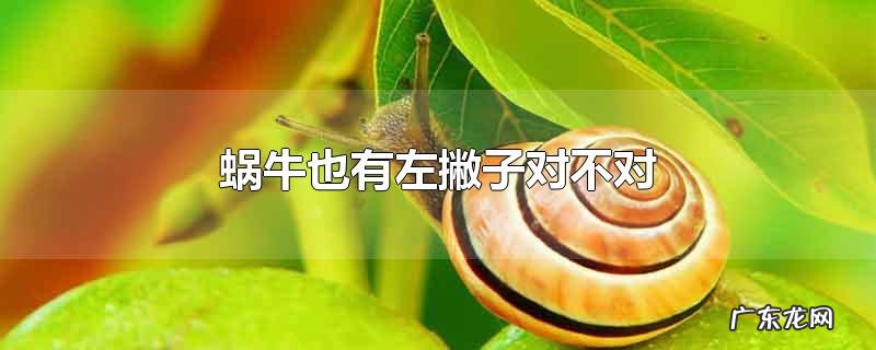 蜗牛也有左撇子对不对