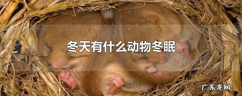 冬天有什么动物冬眠