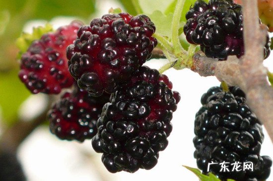 桑葚和小龙虾能一起吃吗