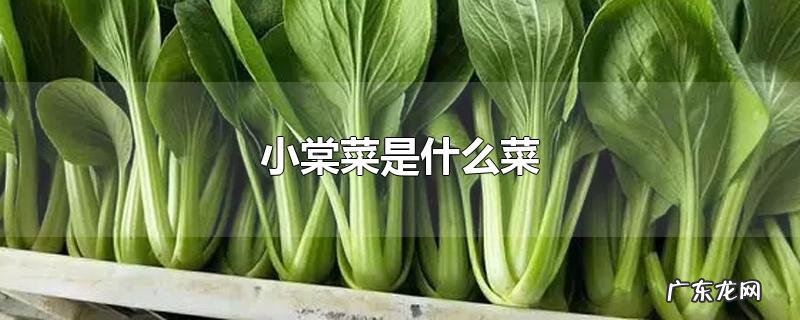 小棠菜是什么菜