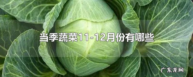 当季蔬菜11-12月份有哪些