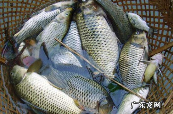 买鱼怎么挑选新鲜的