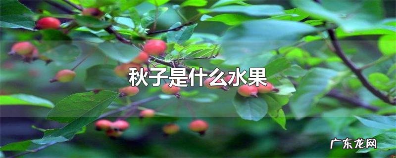 秋子是什么水果