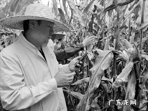 玉什么东升打一生肖