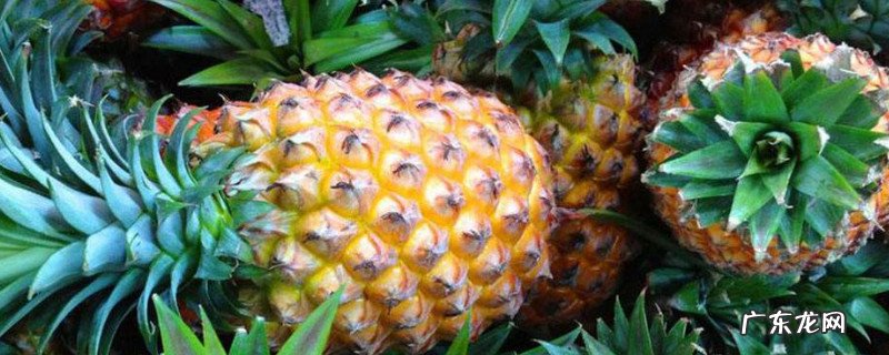 凤梨的功效与作用及禁忌