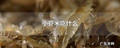 小虾米吃什么