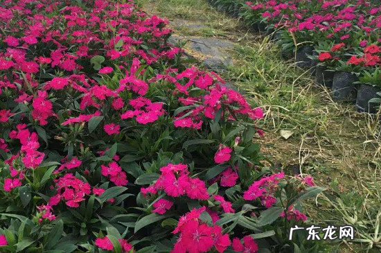 怎么防止麻雀啄花