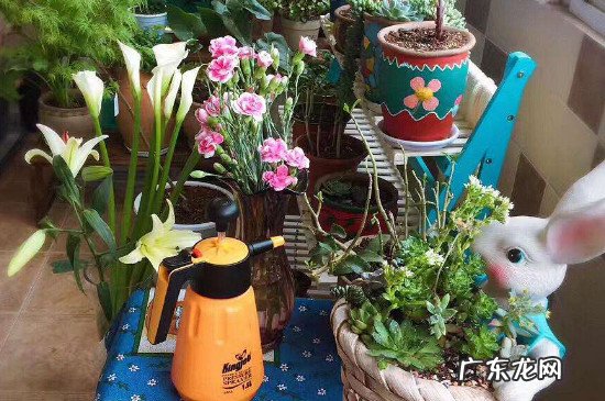 怎么防止麻雀啄花