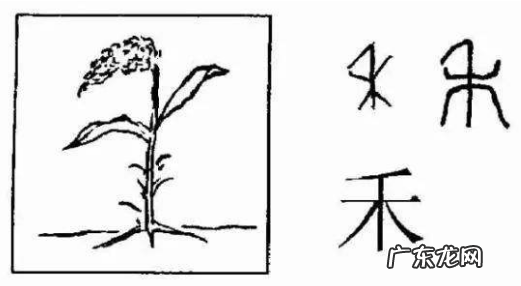 五谷中的菽指的是